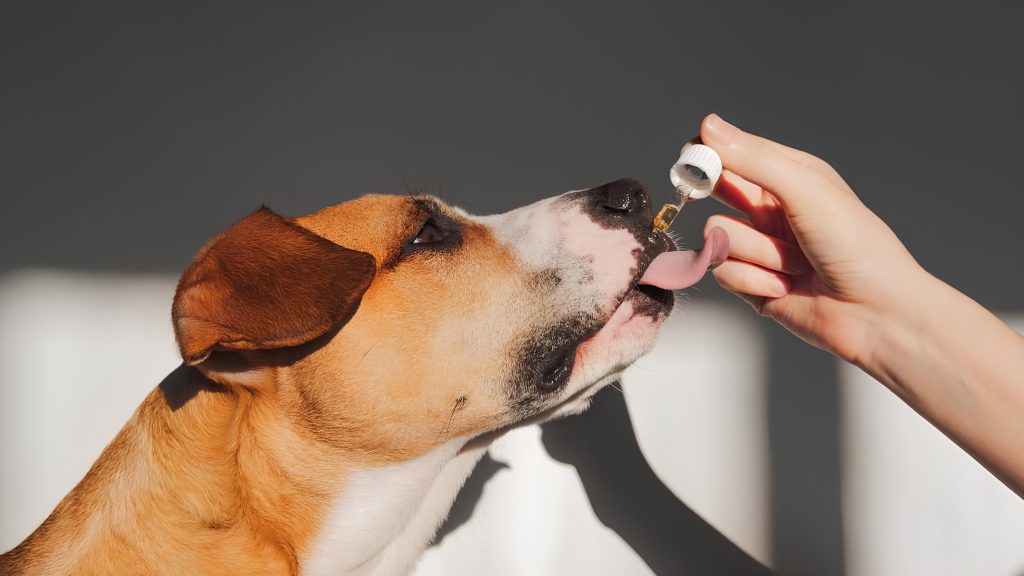 um cachorro sendo medicado com buscopan.