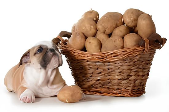 um cão com batata doce