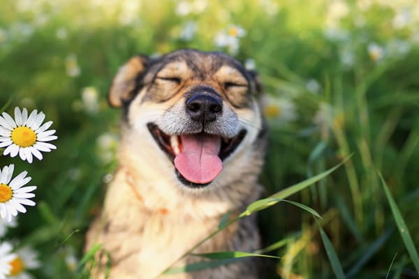 um cachorro feliz em um gramado com margaridas.