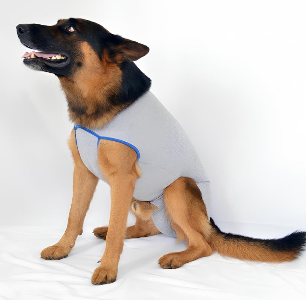 um cachorro sentado usando uma roupa pós cirúrgica.