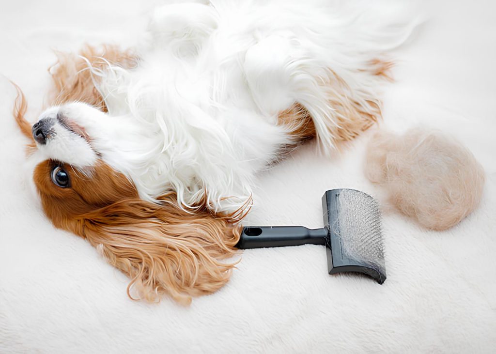 um cachorro deitado que sofre com queda de pelo.