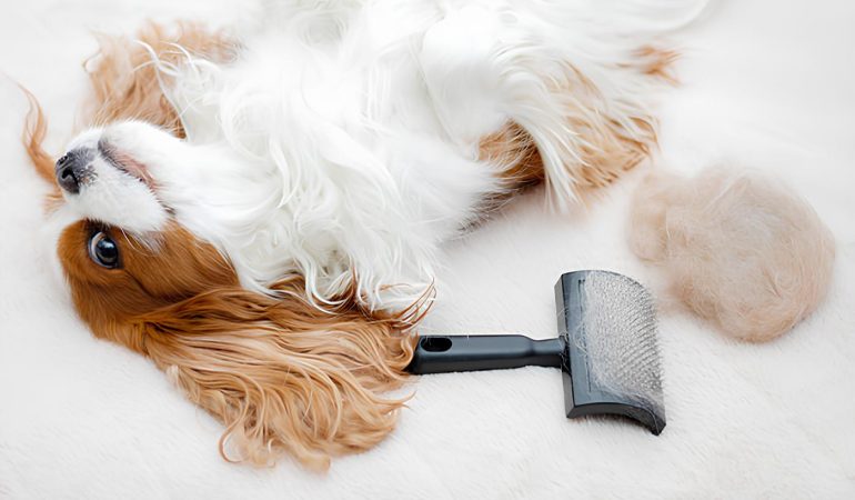 um cachorro deitado com queda de pelo em excesso.