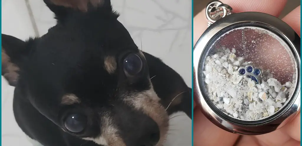 um cachorro pinsher e ao seu lado uma foto das cinzas do seu corpo em um colar.