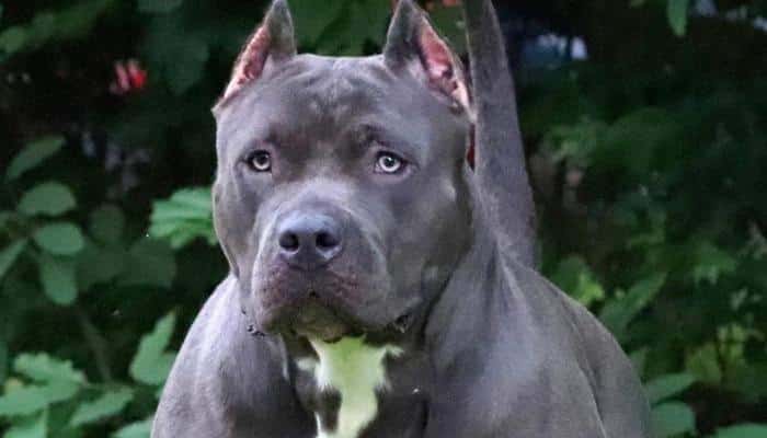 um cachorro da raça pitbull
