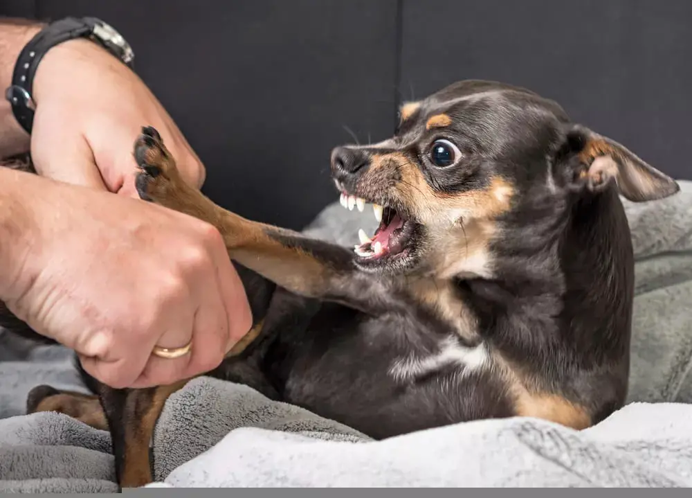 um cachorro de raça pequena ameaçando morder as mães de uma pessoa.
