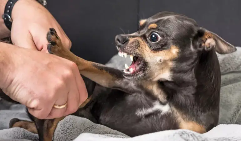 um cachorro ameaçando morder a mão de uma pessoa.