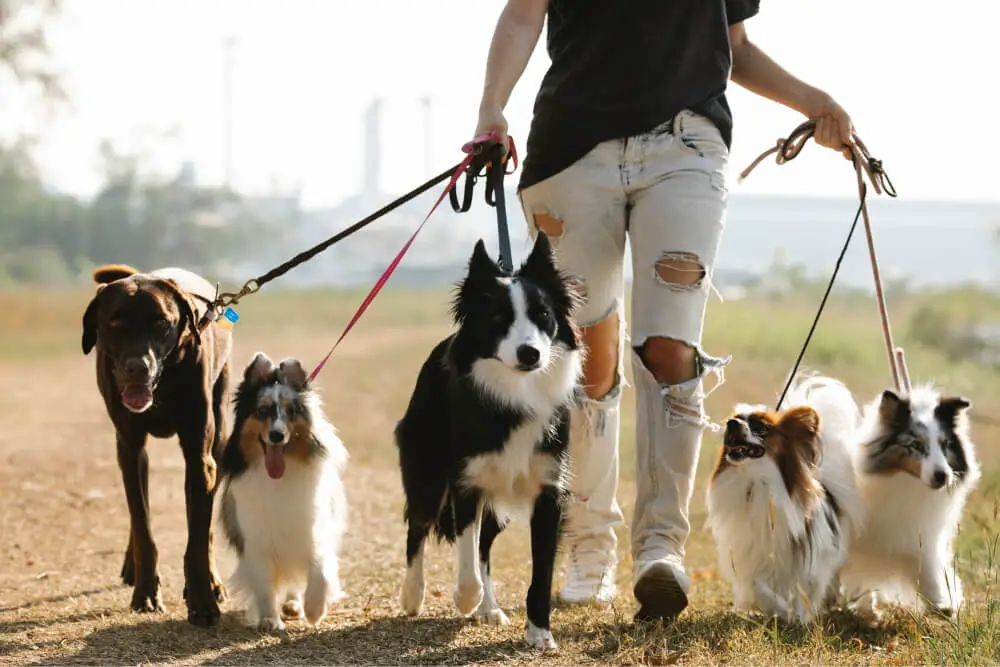 vários cães de raças diferentes fazendo um passeio com uma moça