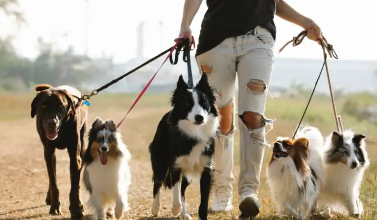 uma moça levando cães para passear.