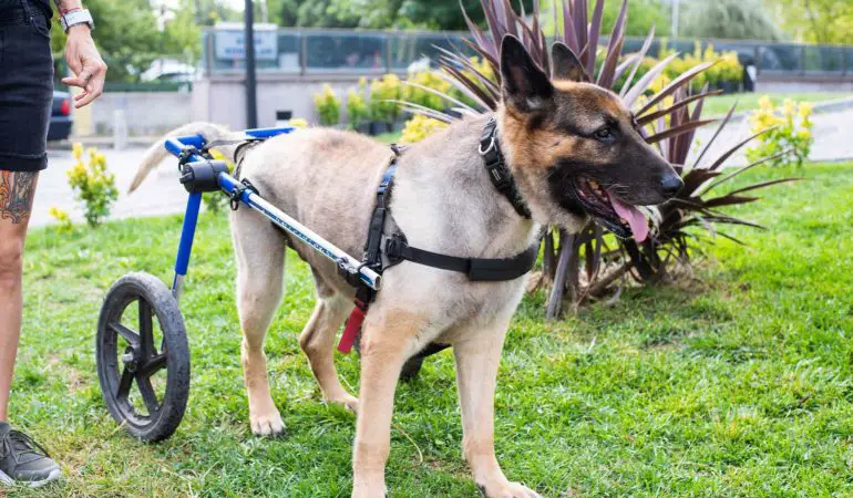um cachorro de grande porte com uma doença chamada Mielopatia Degenerativa