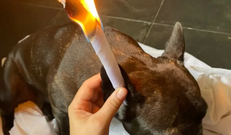 um cão fazendo sessão com cone chinês para tratamento de otite.