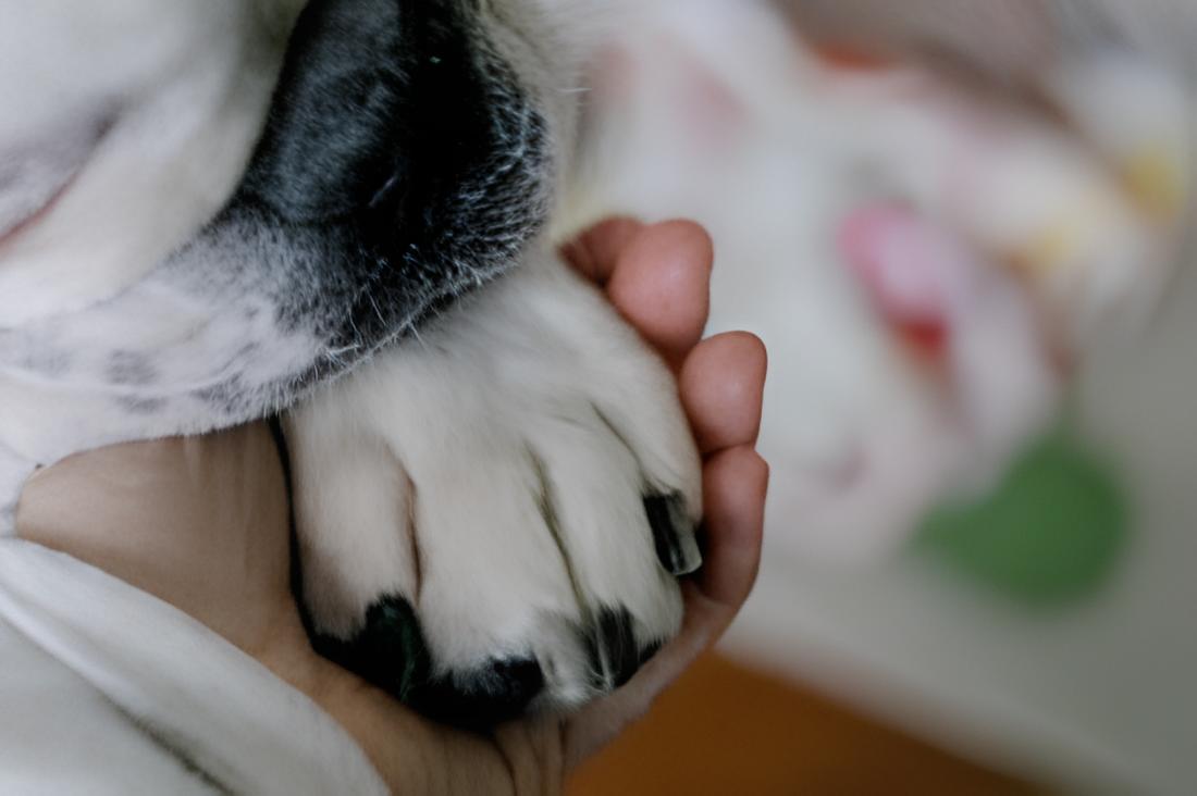 um tutor segurando a pata de seu cachorro que morreu, pois ele esta de luto.
