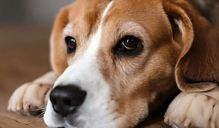 um cachorro deitado triste