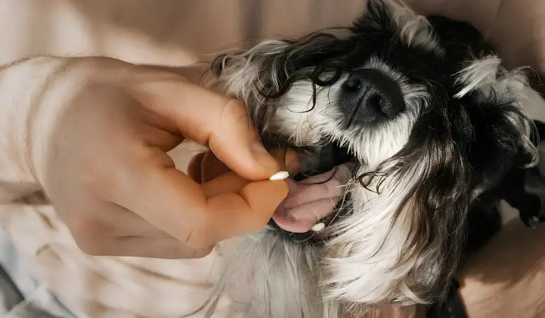 um cachorro sendo medicado com um comprimido de corticoide.