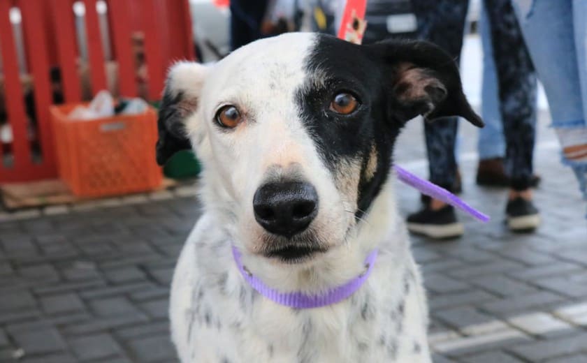 um cachorro com a saúde mental abalada