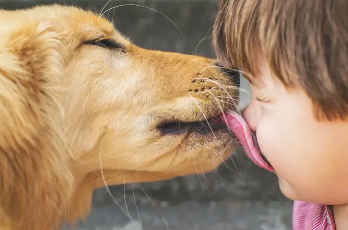um cachorro lambendo o roso de um garotinho.