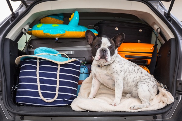 um cachorro sentado em um porta malas de um carro, com malas de viagem, bóias e demais objetos.