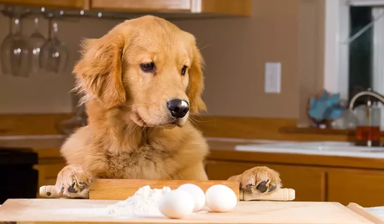 um cão com vários ovos em cima da mesa