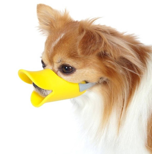 um lulu da pomerânia com focinheiras estilo pato.