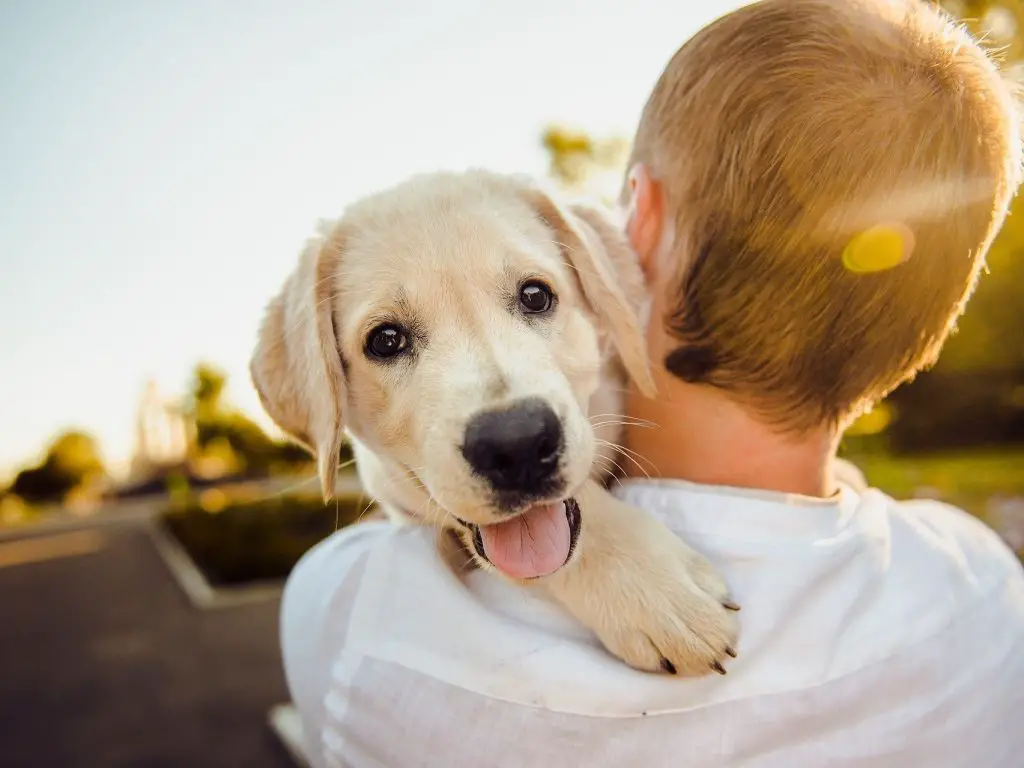 um cachorro feliz no colo do seu tutor