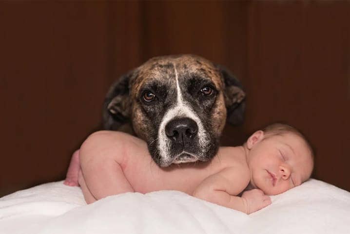 um cachorro junto com um bebê recém-nascidos 
