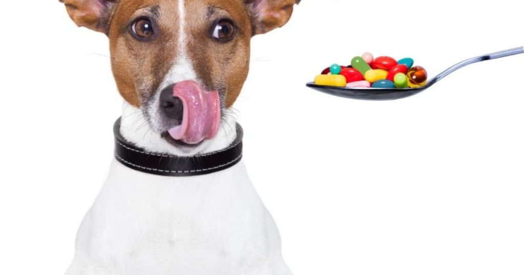 um cachorro com uma colher ao seu lado cheia de vitaminas em comprimidos.