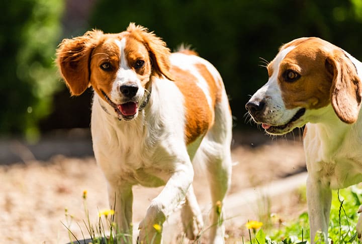 dois cachorros irmãos juntos passeando