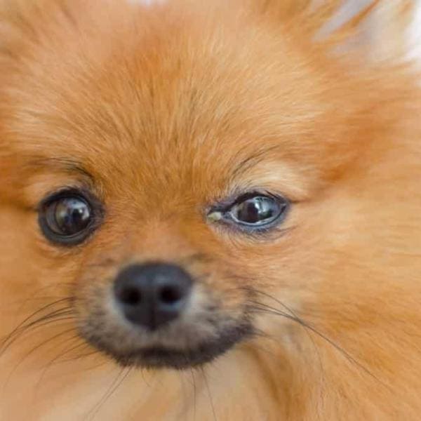 lulu da pomerânia com ceratite