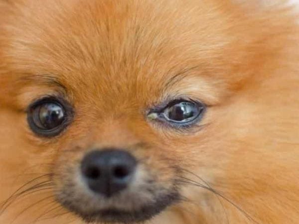 um cachorro da raça lulu da pomerânia com ceratite