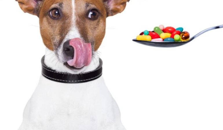 um cachorro sendo ofertado uma colher com vitaminas caninas
