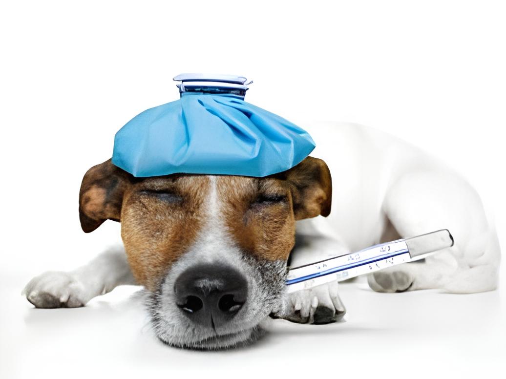 um cão com sintomas de pancreatite