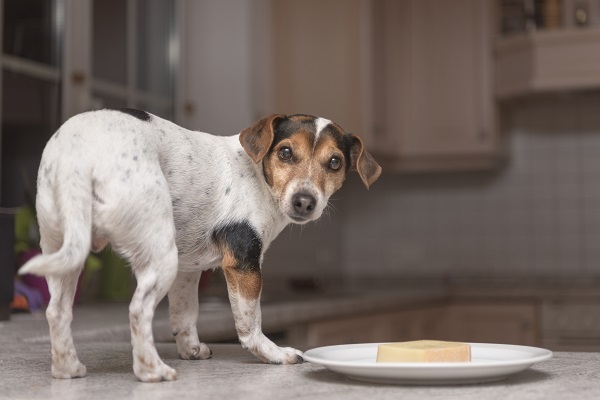 cachorro comendo um pedaço de queijo