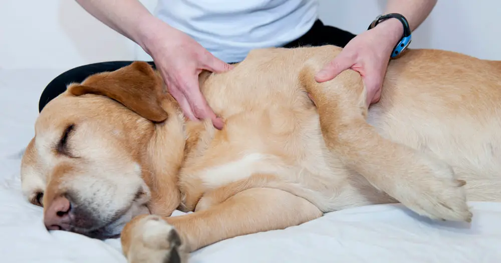 um cachorro deitado em uma maca fazendo tratamento contra o câncer de pele.
