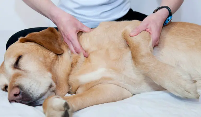 um cachorro deitado sendo avaliado por um profissional, pois esta com câncer de pele.