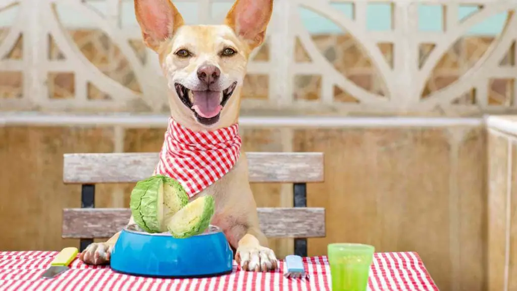 um cachorro com as patas em uma mesa comendo repolho