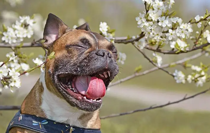 uma cachorro tendo espirros reverso.