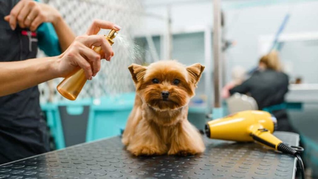um cachorro em um pet shop passando perfume pet.