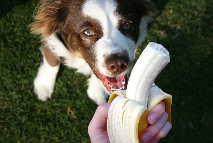 um pessoa oferecendo uma banana para um cachorro