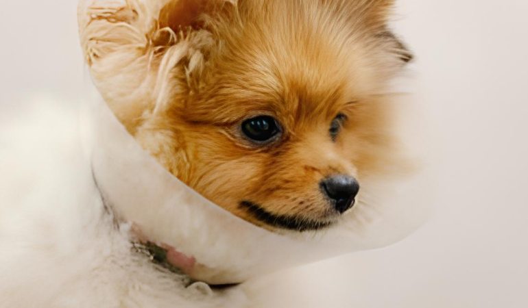 um cão da raça lulu da pomerânia com cone elizabetano na cabeça