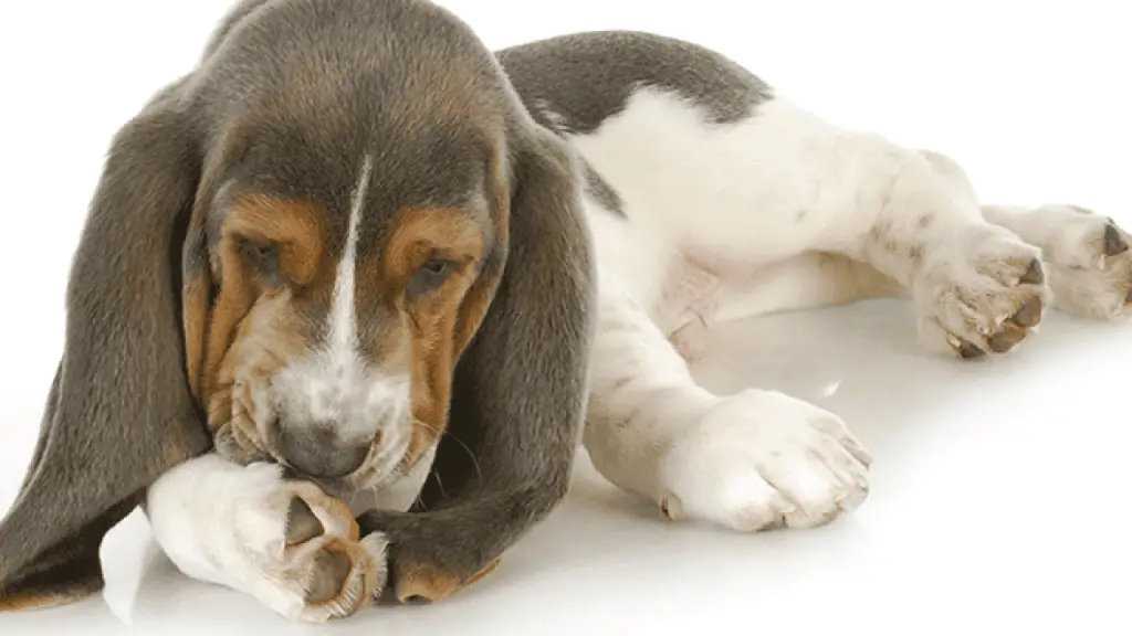 um cachorro lambendo as patas