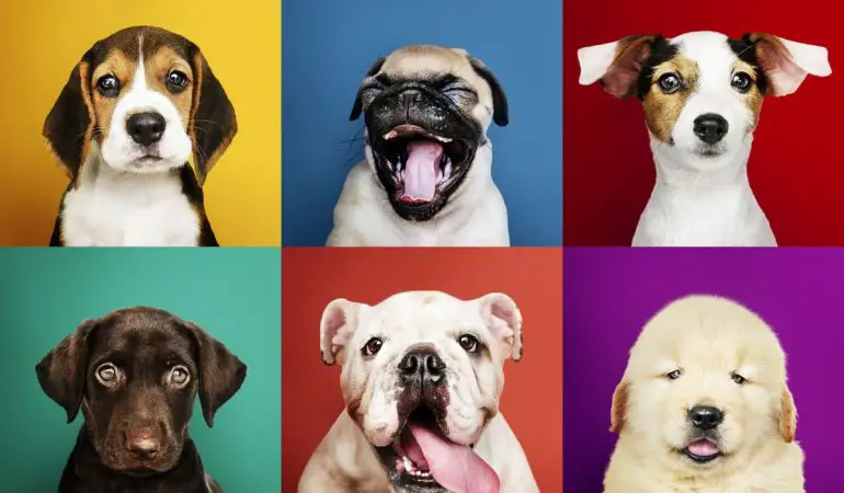 vários cães de porte pequeno, médio e grande juntos.