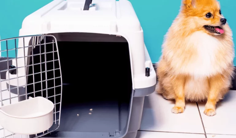 um lulu da pomerânia sentado e ao lado dele uma caixa de transporte