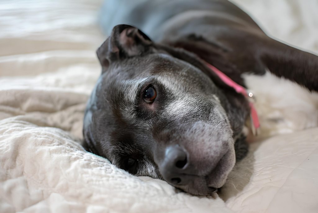 um cachorro deitado com dor por causa de uma otite canina.