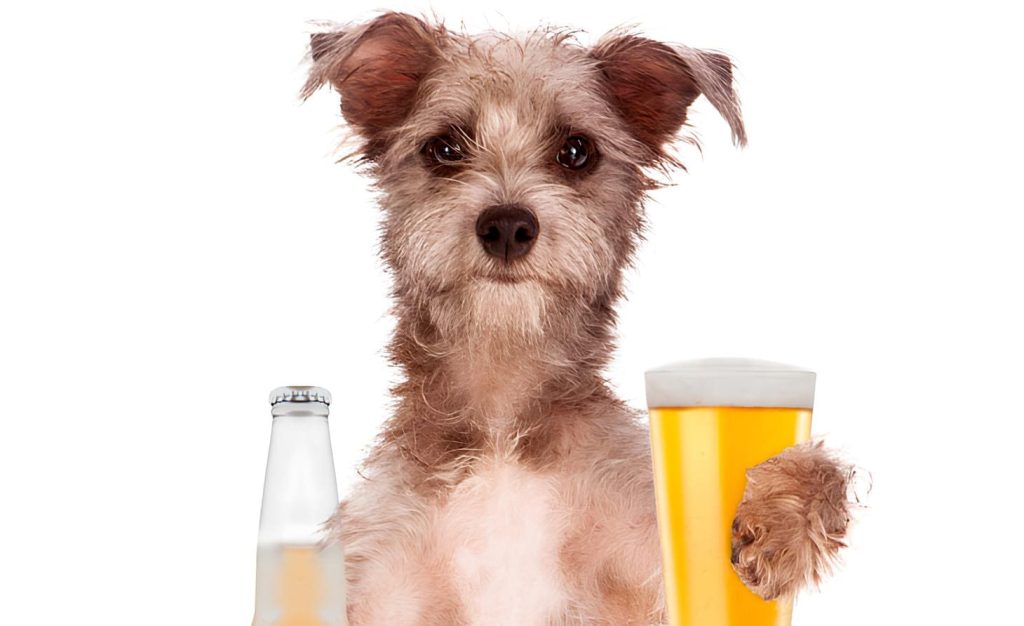 um cachorro segurando um copo e uma garrafa de cerveja.