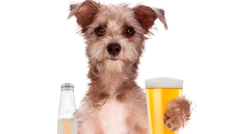 um cachorro segurando um copo e ao lado uma garrafa de cerveja