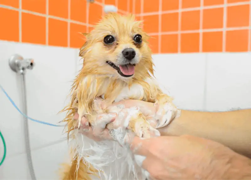 um lulu da pomerânia tomando banho com shampoo próprio para dermatite.
