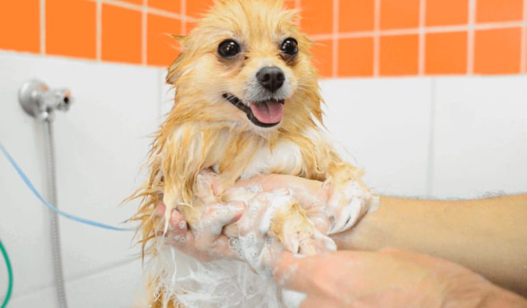 um cachorro tomando banho