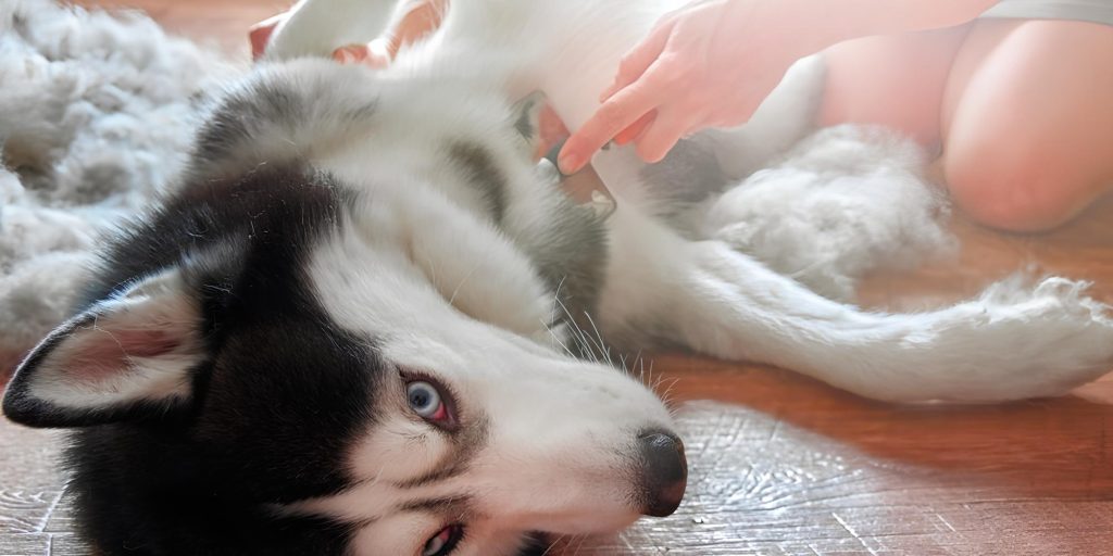 um husky siberiano deitado ao chão e seu tutor escovando seu pelo.