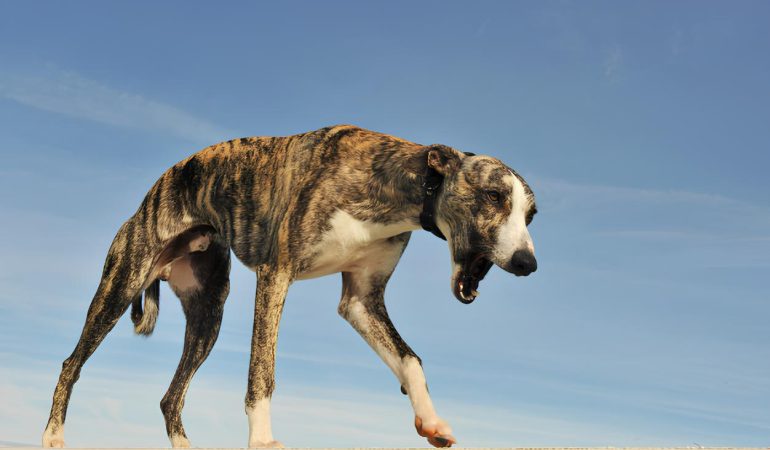 um cachorro andando muito magro.