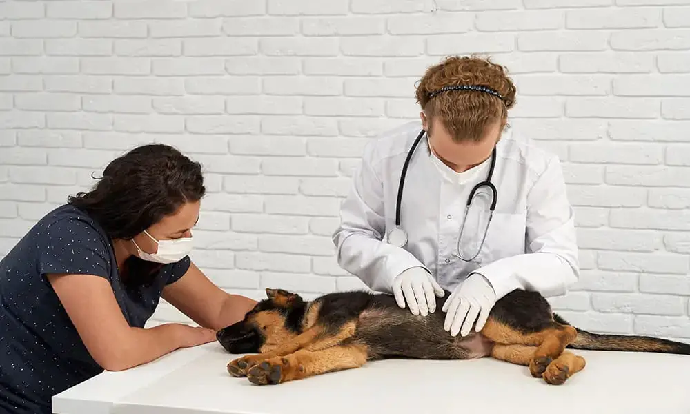 um cachorro deitado em uma maca acompanhado de sua tutora e um veterinário, para tratar d eum câncer.