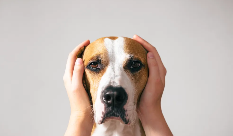 um cachorro com sinais de transtorno emocional